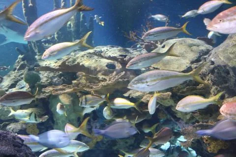 Reef Fish Foto stock