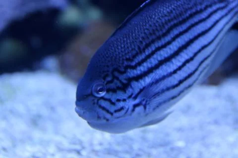 Reef Fish Stock Photos