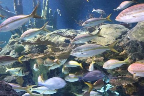 Reef Fish Stock Photos