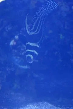 Reef Fish Stock Photos