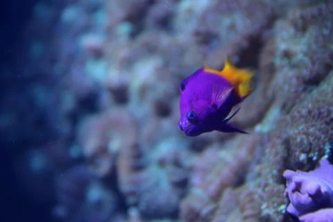Reef Fish Stock Photos