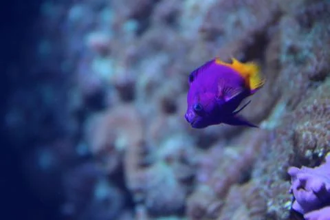 Reef Fish Stock Photos