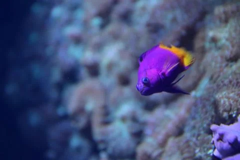 Reef Fish Foto stock