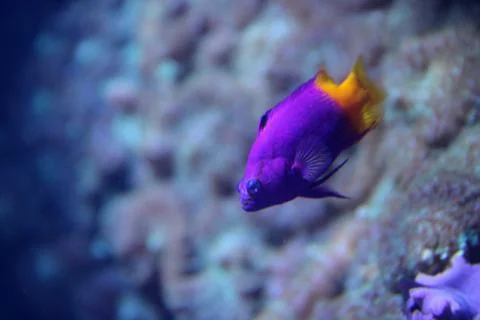 Reef Fish Foto stock