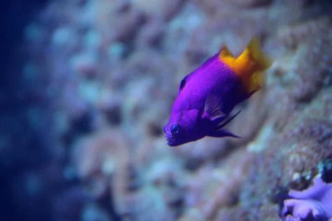 Reef Fish Stock Photos