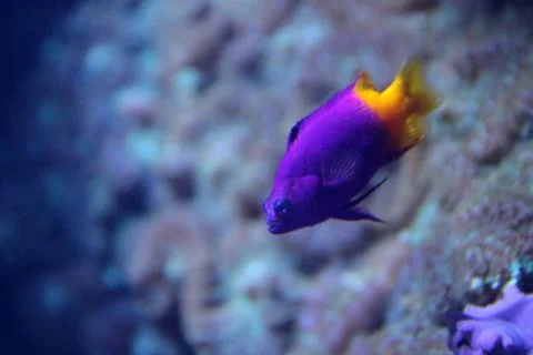 Reef Fish Stock Photos