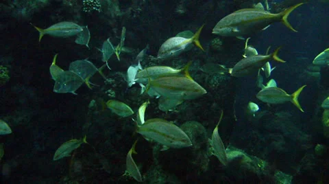 Reef Fish &amp; Reef Shark Video stock 37927246