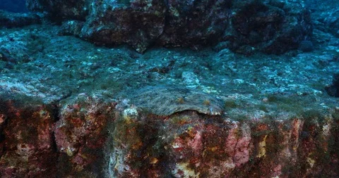 Reef fish Revillagigedo. Stock Footage 125874608