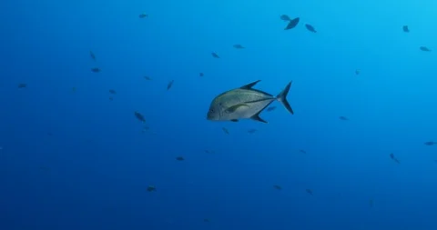Reef fish Revillagigedo. Stockbeeldmateriaal 125877908