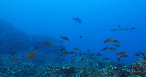 Reef fish Revillagigedo. Stock Footage 125913552