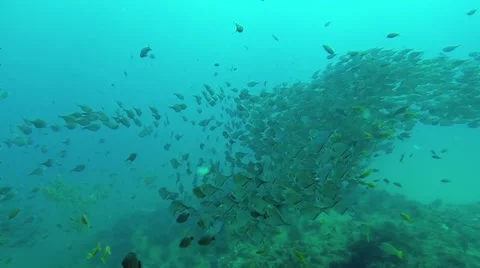 Reef fish school CU 100 fps Stock Footage 35455698