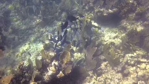 Reef fish school Stock Footage 104067798