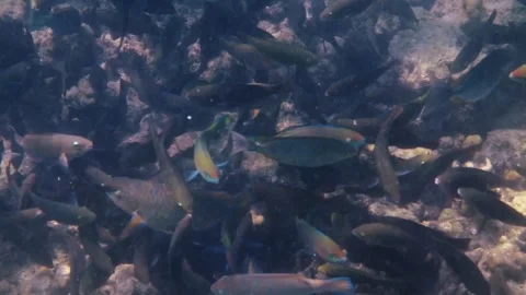 Reef fish schooling over rocky coral seabed Видео 334411632