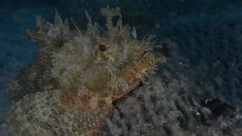 Reef fish sea of cortez. Stock Footage 101417630