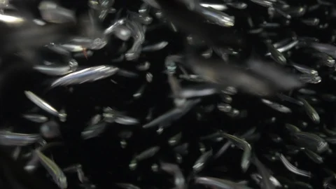 Reef fish sea of cortez. Vidéo 101417750