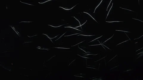 Reef fish sea of cortez. Stock Footage 101420482