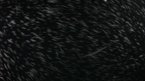 Reef fish sea of cortez. 库存影片 101421305