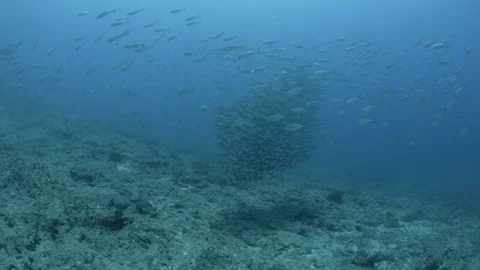 Reef fish sea of cortez. Stock Footage 101421652