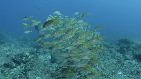 Reef fish sea of cortez. Stock Footage 101424071