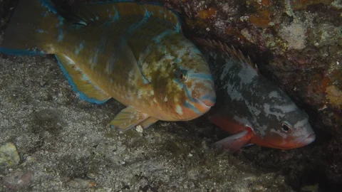 Reef fish sea of cortez. Vidéo 101424870