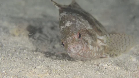 Reef fish sea of cortez. 库存影片 101425095