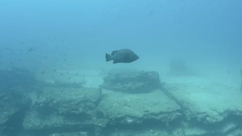 Reef fish sea of cortez. Vidéo 101427126