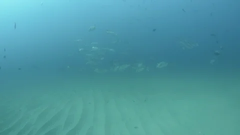 Reef fish sea of cortez. Видео 101427777