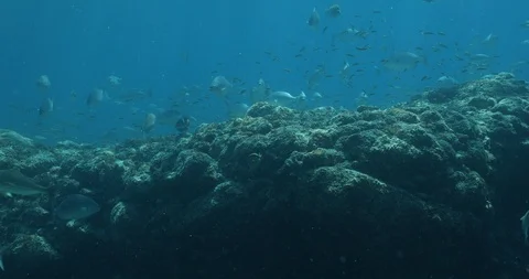 Reef fish sea of cortez. 库存影片 114925288