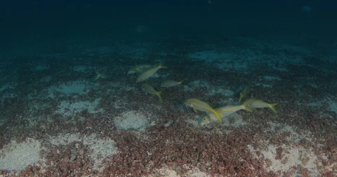 Reef fish sea of cortez. 库存影片 114985507