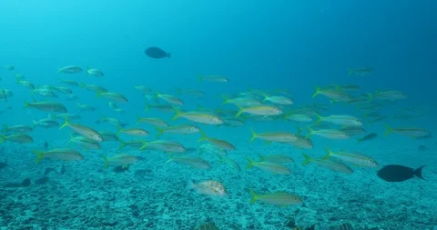 Reef fish sea of cortez. 库存影片 115075883