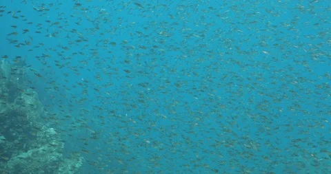 Reef fish sea of cortez. Stockbeeldmateriaal 115102301