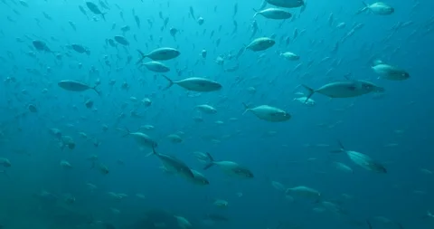 Reef fish sea of cortez. 库存影片 115217646