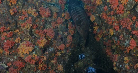 Reef fish sea of cortez. 库存影片 115273662