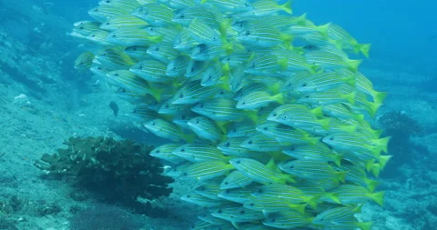 Reef fish sea of cortez. Stock Footage 163538575