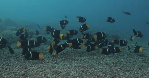 Reef fish sea of cortez. Stock Footage 163545019