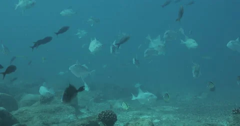 Reef fish sea of cortez. Stock Footage 163545289