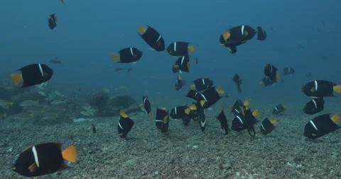 Reef fish sea of cortez. Stock Footage 163545561