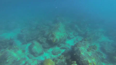 Reef fish seen while snorkeling Video stock 42715070