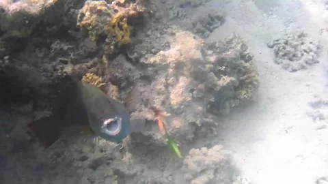 Reef Fish Spits Out Algae and Reacts to the Camera in the Red Sea Stock Footage 340328132