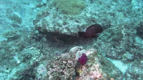 Reef Fish – Surgeon Fish – and Divers Vidéo 149632238