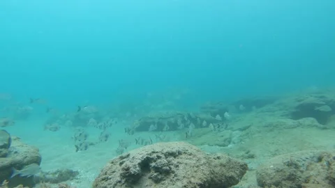 Reef Fish Underwater Stock Footage 135082934