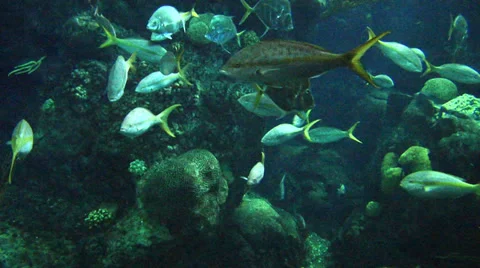 Reef Fish - Various Types Video stock 37927248