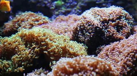 Reef Stock Footage 12397080