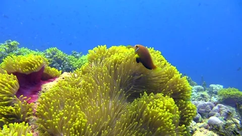 Reef Stock Footage 139722864