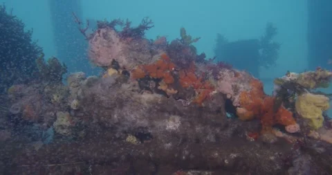 Reef Full Of Plankton, 8K Stock Footage 332490706