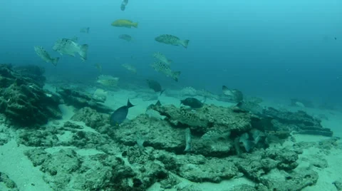 Reef with groupers Stock Footage 33849870