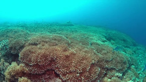 Reef with healthy corals 4k Stock Footage 71097162