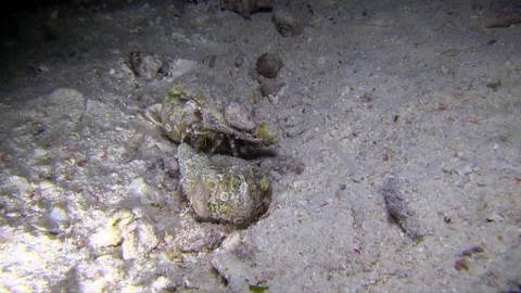 Reef hermit crab (Dardanus lagopodes) eat something from the shell Video stock 92992314