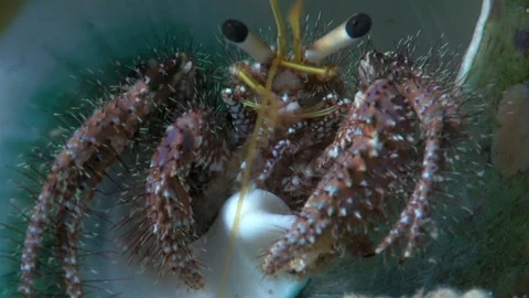 Reef hermit crab (Dardanus lagopodes) on the sand Stock Footage 97999877