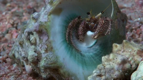 Reef hermit crab (Dardanus lagopodes) on the sand Video stock 97999890